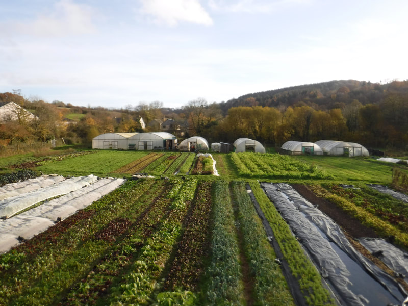 Organic vegetables delivery Devon Dorset Box scheme Trill Farm Garden course horticulture