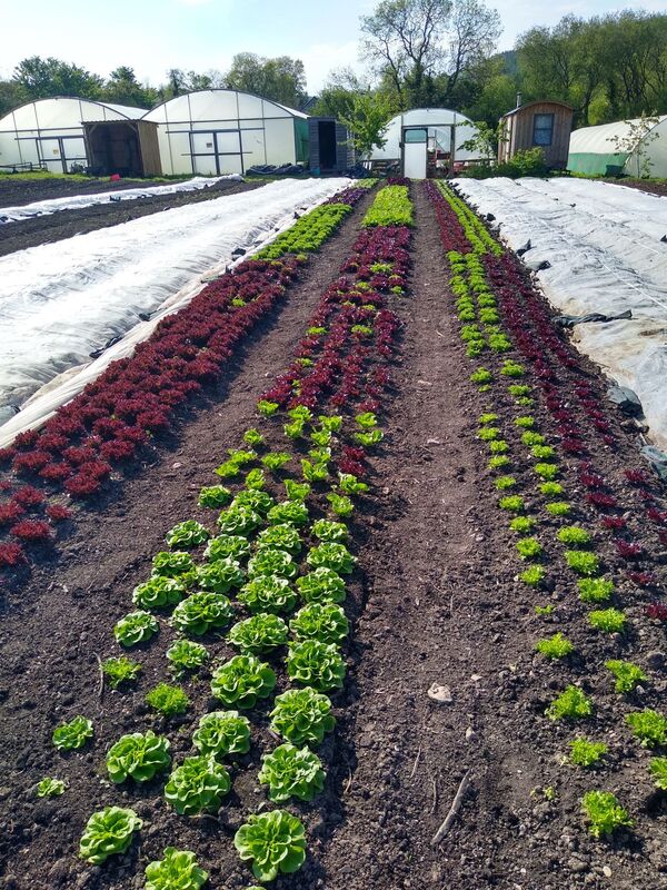 Organic vegetables delivery Devon Dorset Box scheme Trill Farm Garden course horticulture salad