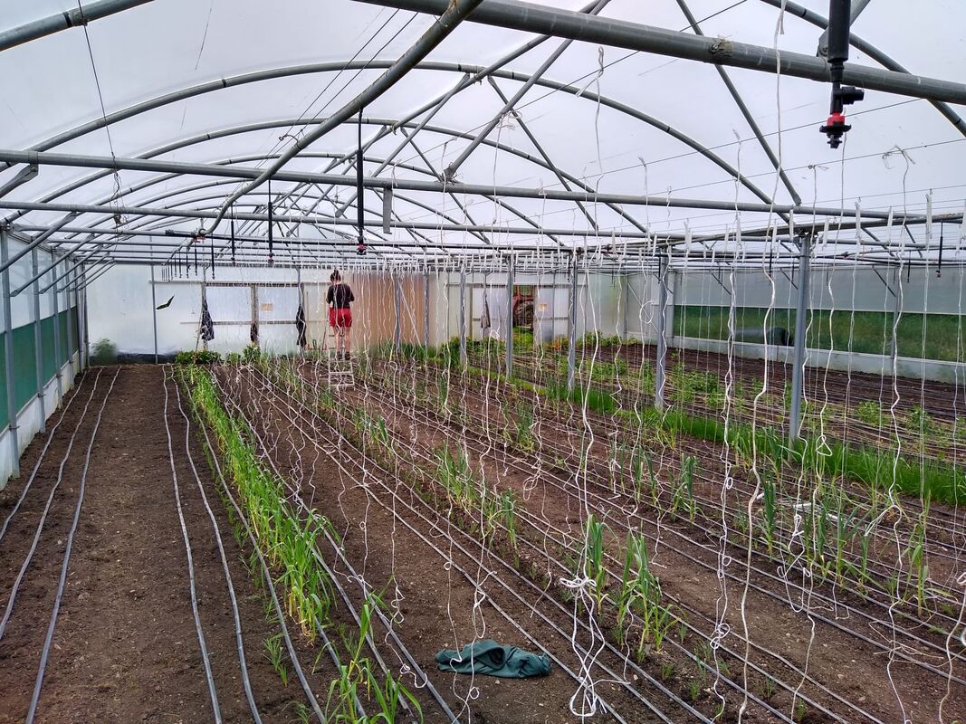 Prepping polytunnels for tomatoes for box scheme